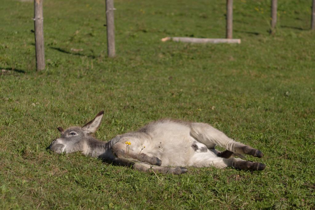 Winnewieser Vandoies Luaran gambar