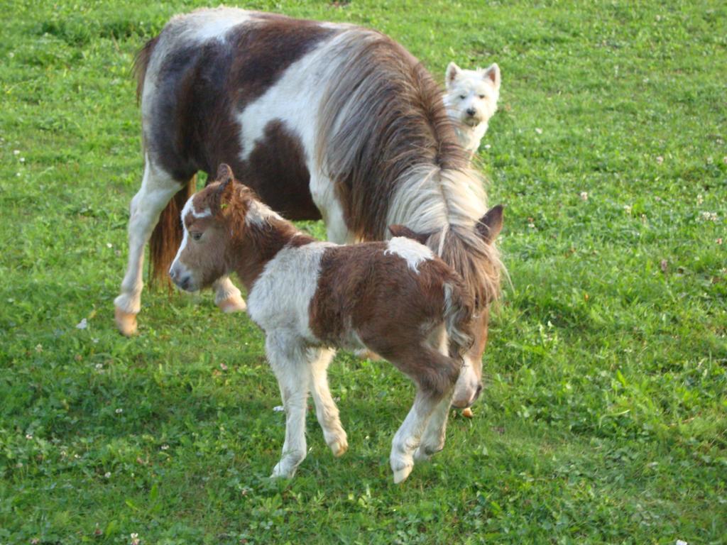 Winnewieser Vandoies Luaran gambar