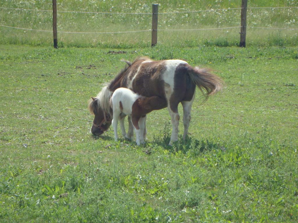Winnewieser Vandoies Luaran gambar