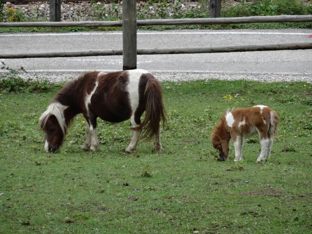 Winnewieser Vandoies Luaran gambar