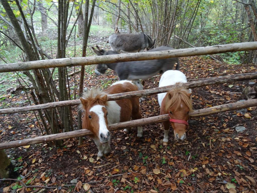 Winnewieser Vandoies Luaran gambar